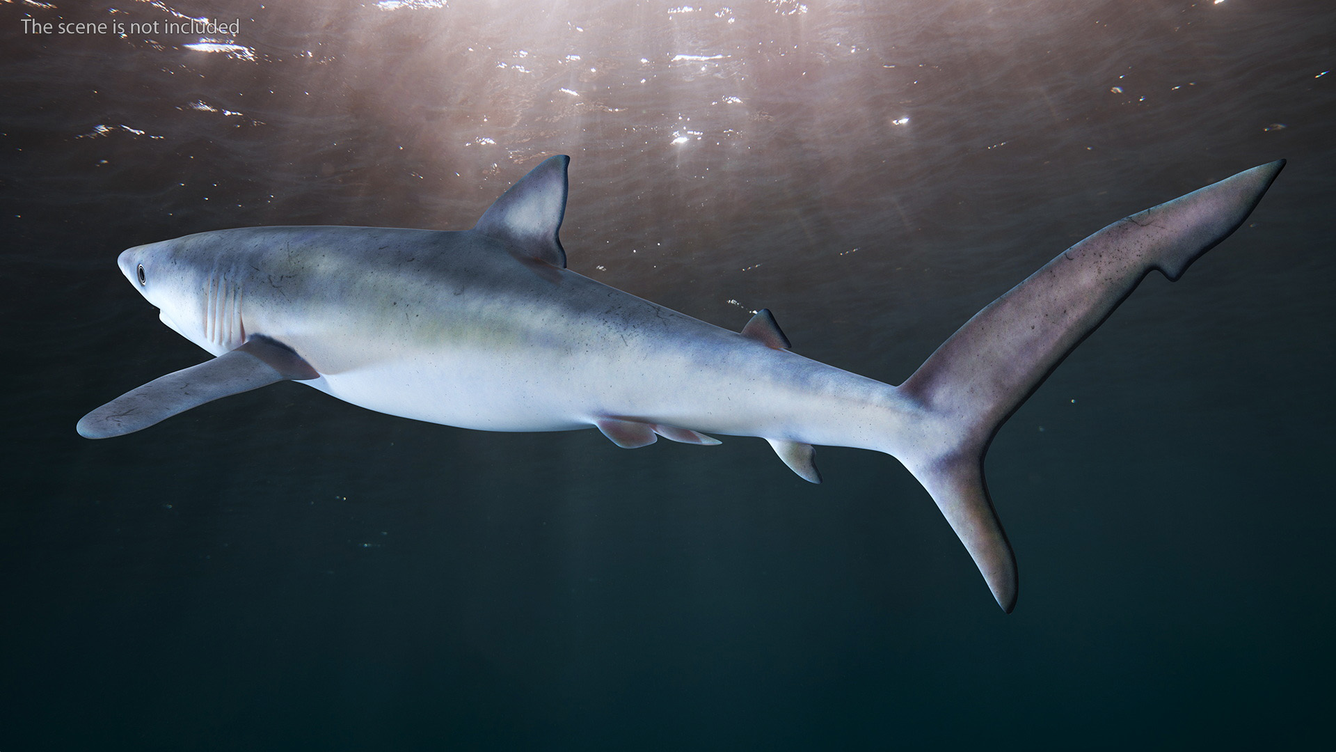 3D model Realistic Blue Shark