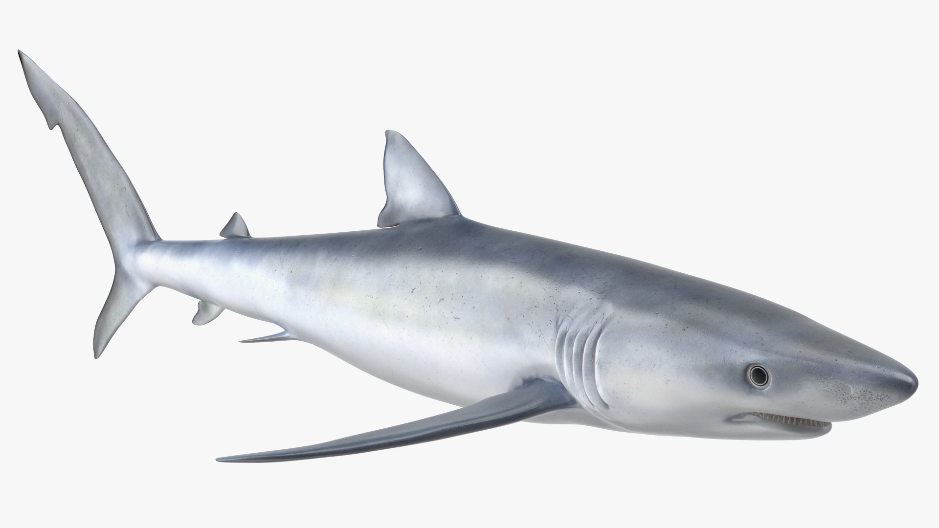 3D model Realistic Blue Shark