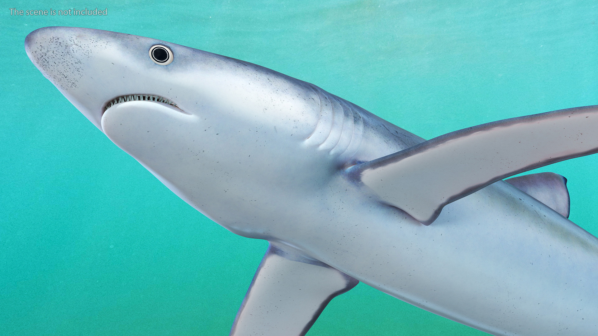 3D model Realistic Blue Shark