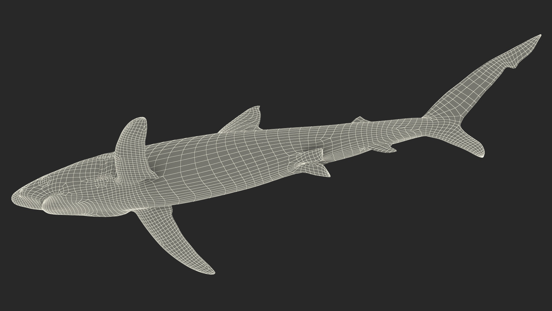 3D model Realistic Blue Shark