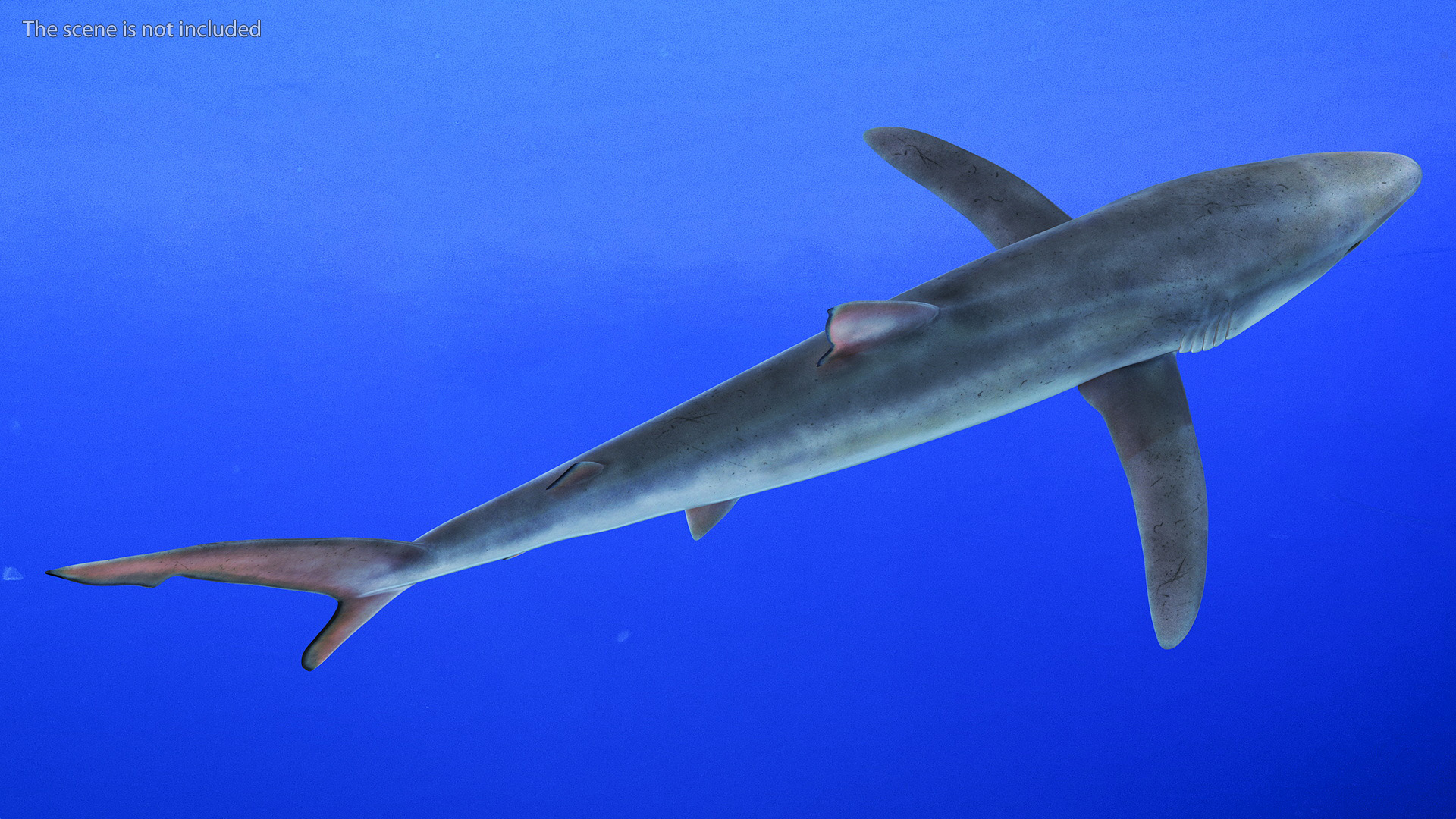 3D model Realistic Blue Shark