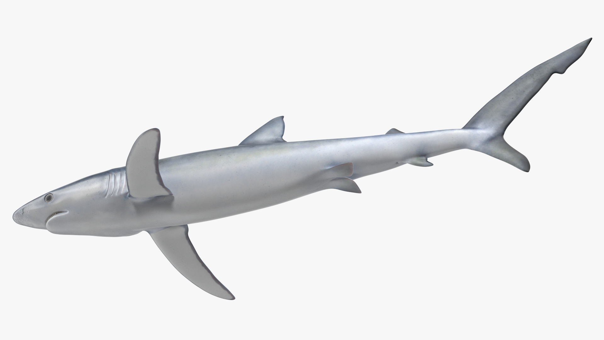 3D model Realistic Blue Shark