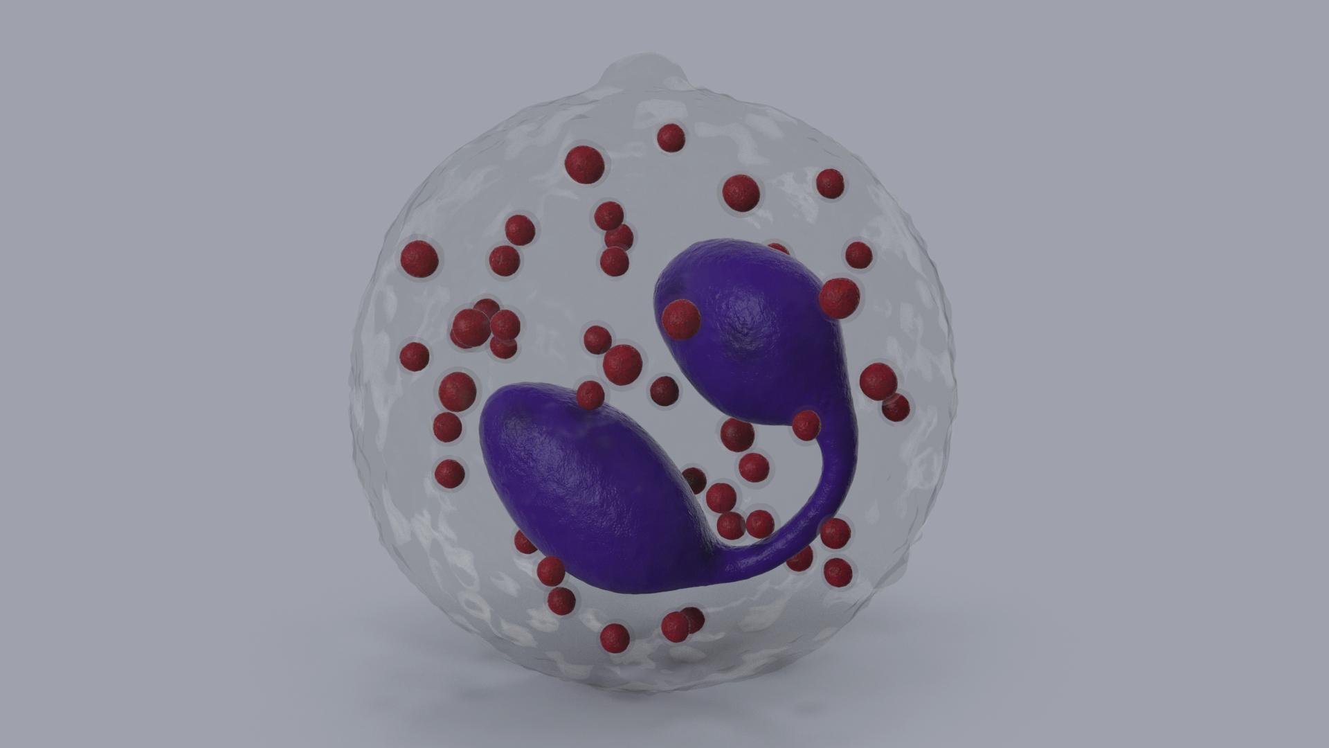 3D Eosinophil Blood Cell