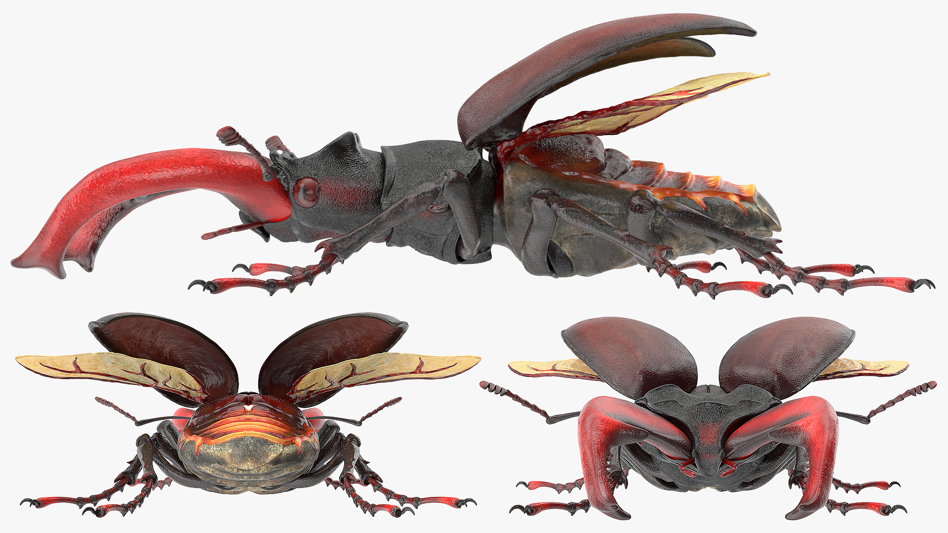 3D Lucanus Cervus Stag Beetle