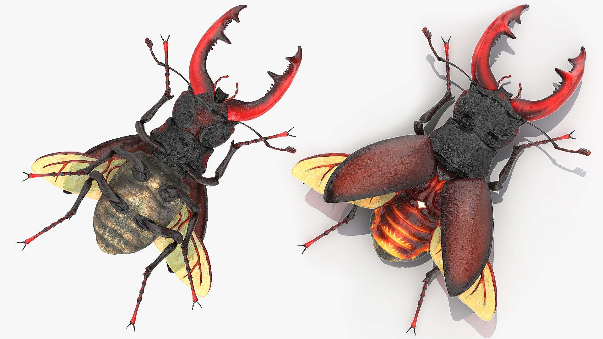 3D Lucanus Cervus Stag Beetle