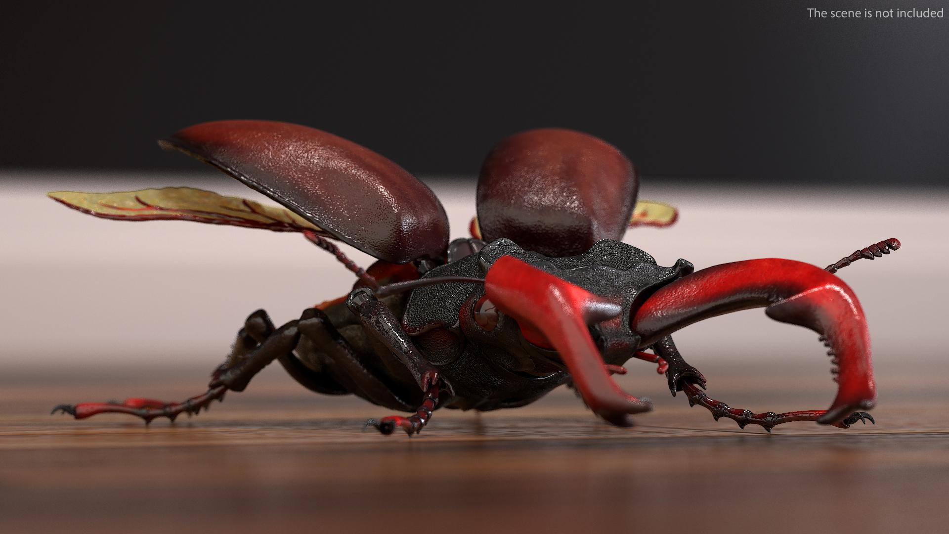 3D Lucanus Cervus Stag Beetle