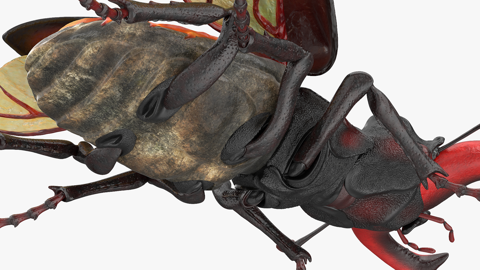 3D Lucanus Cervus Stag Beetle