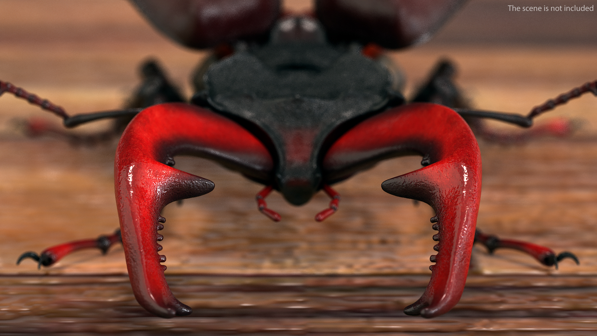 3D Lucanus Cervus Stag Beetle