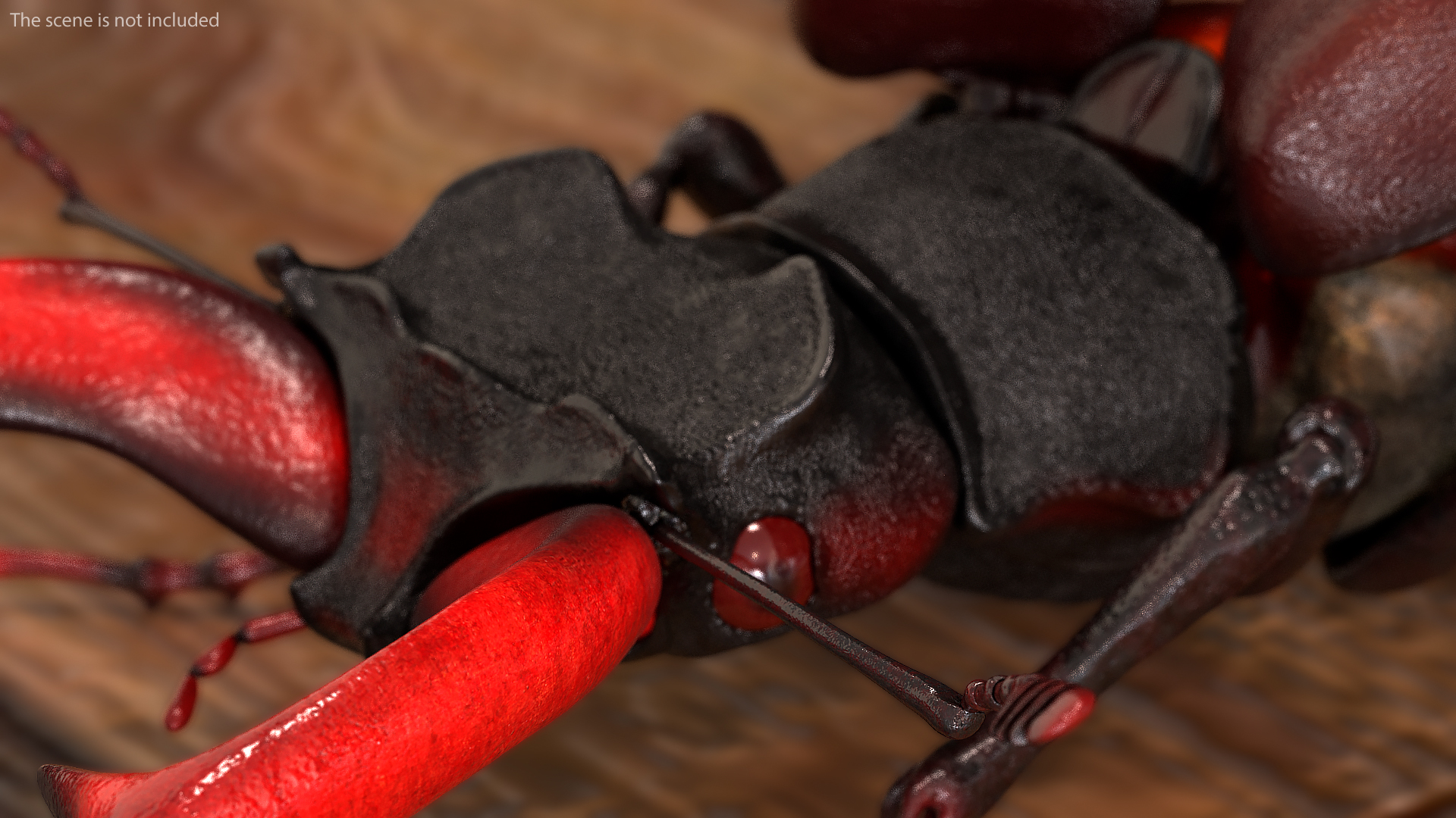 3D Lucanus Cervus Stag Beetle