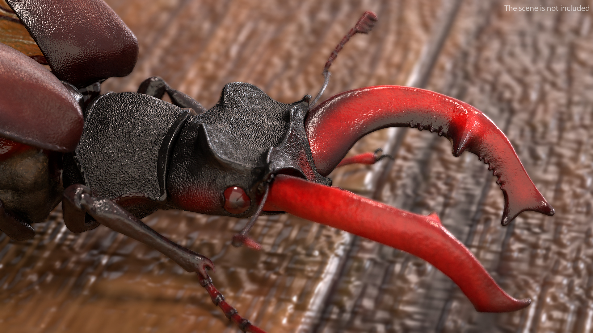 3D Lucanus Cervus Stag Beetle