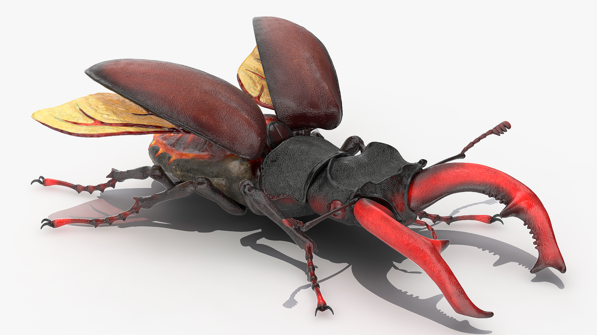 3D Lucanus Cervus Stag Beetle