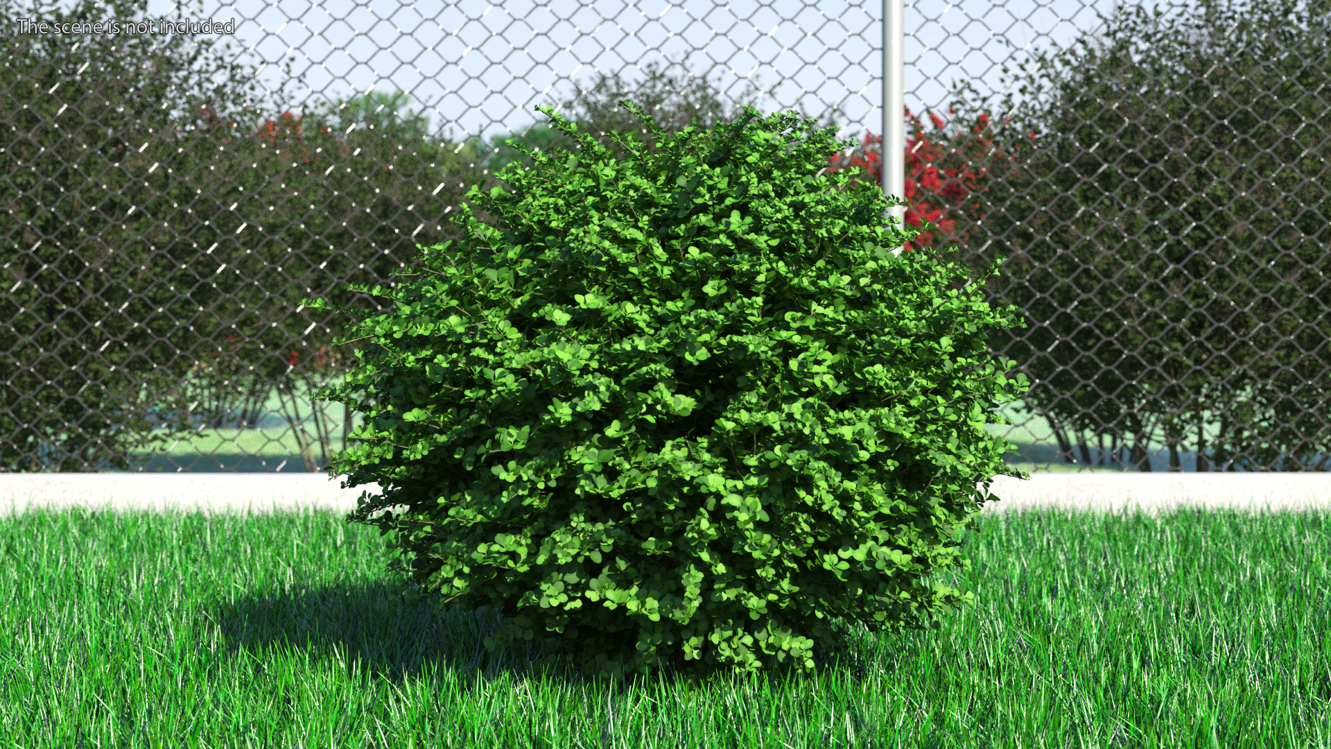 3D model Barberry Shrub Green