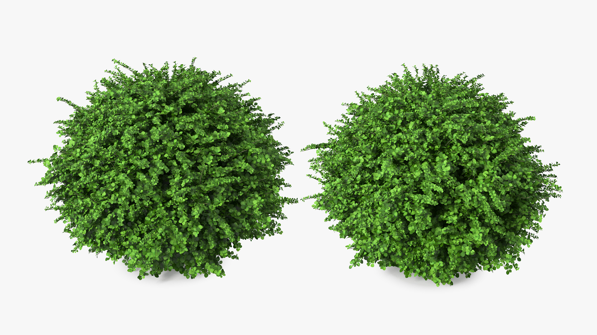 3D model Barberry Shrub Green