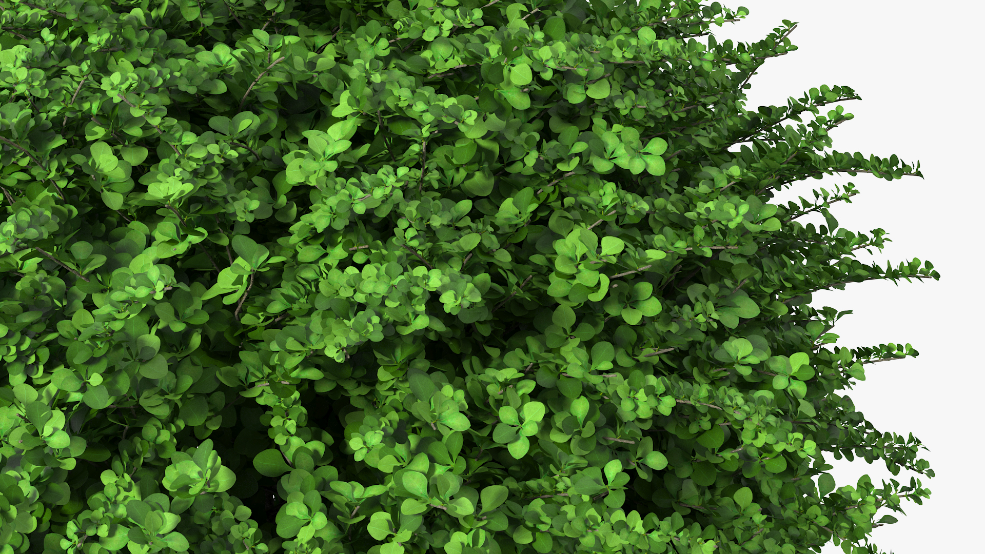 3D model Barberry Shrub Green