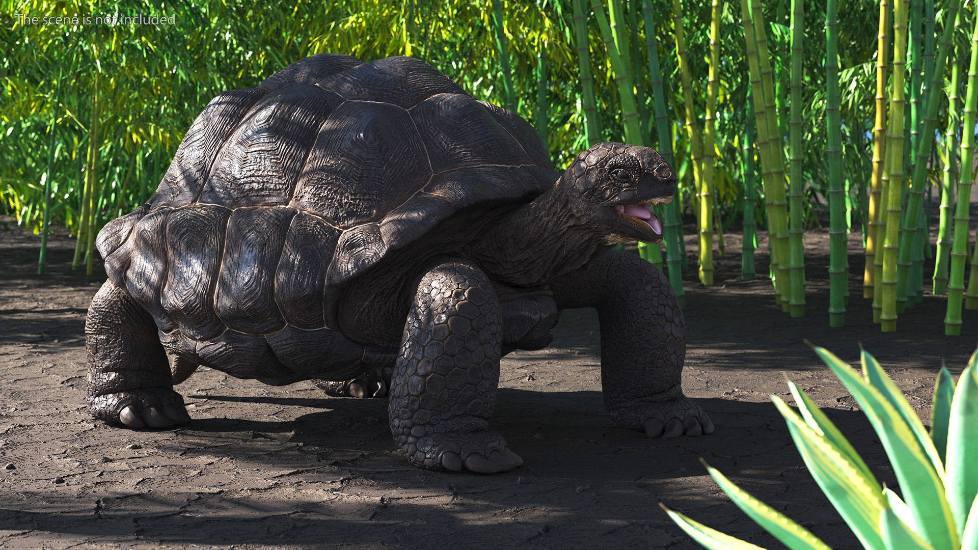 Galapagos Giant Tortoise 3D model