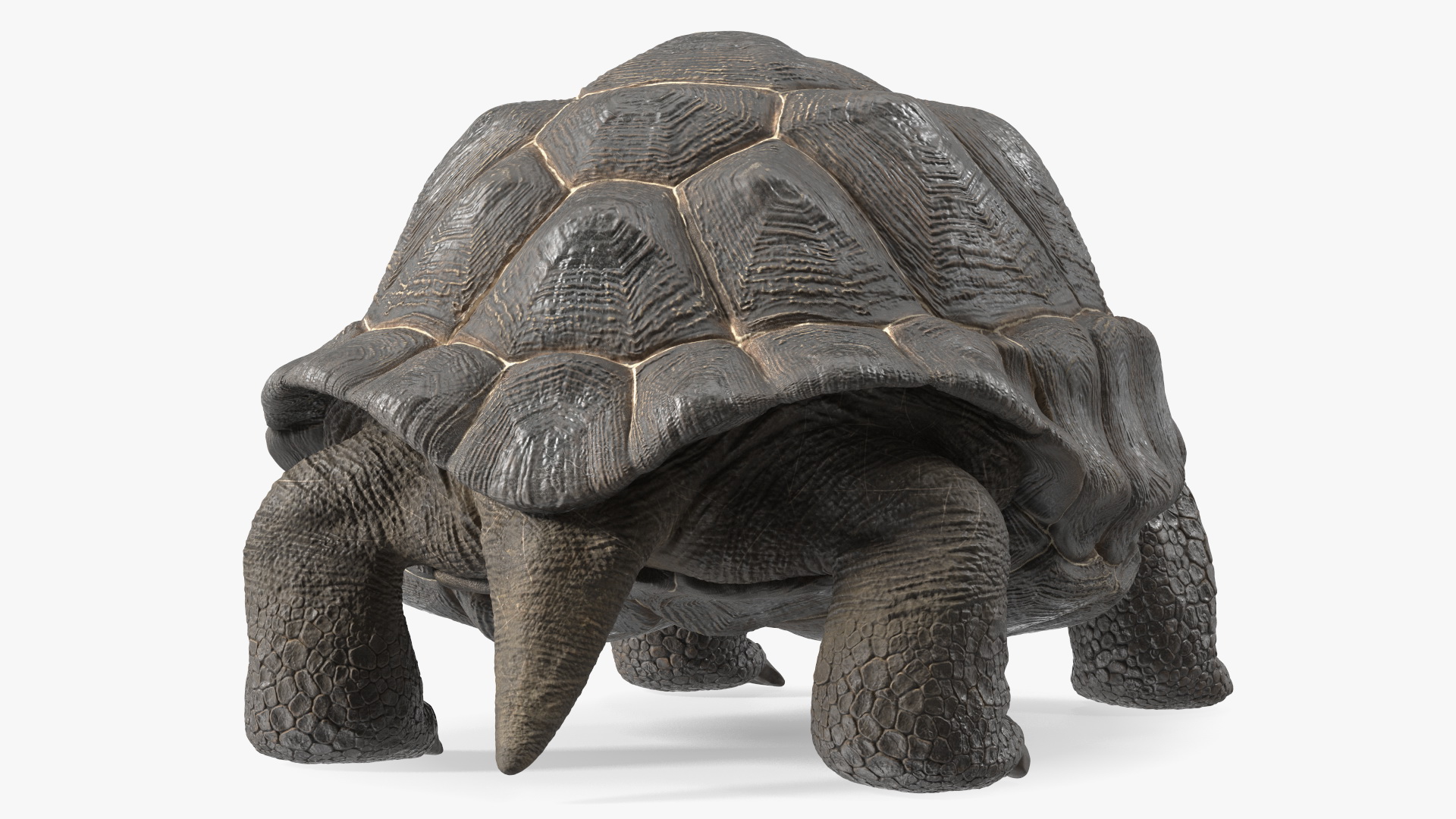 Galapagos Giant Tortoise 3D model