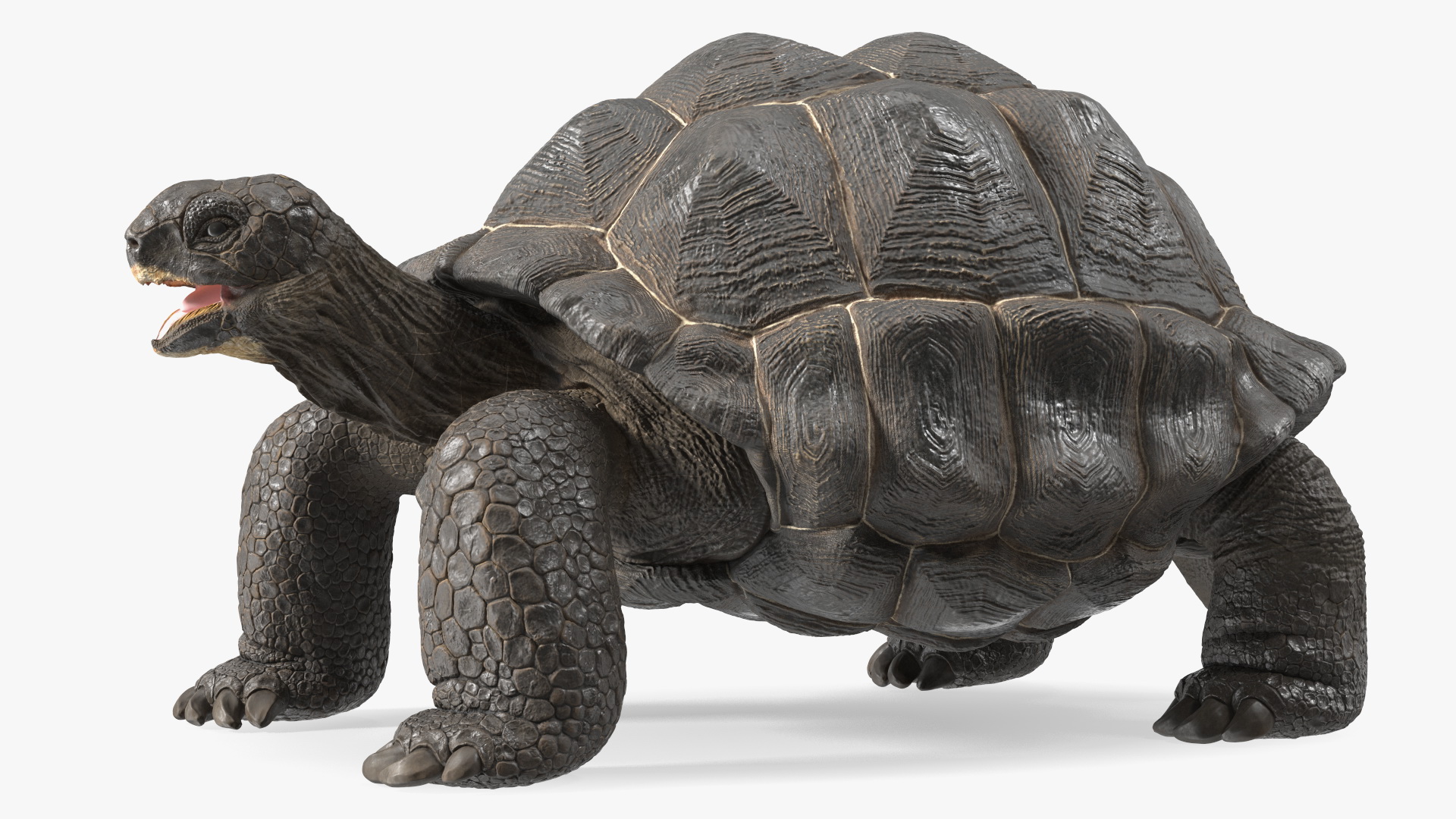 Galapagos Giant Tortoise 3D model