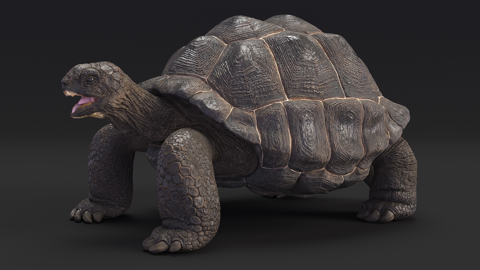 Galapagos Giant Tortoise 3D model