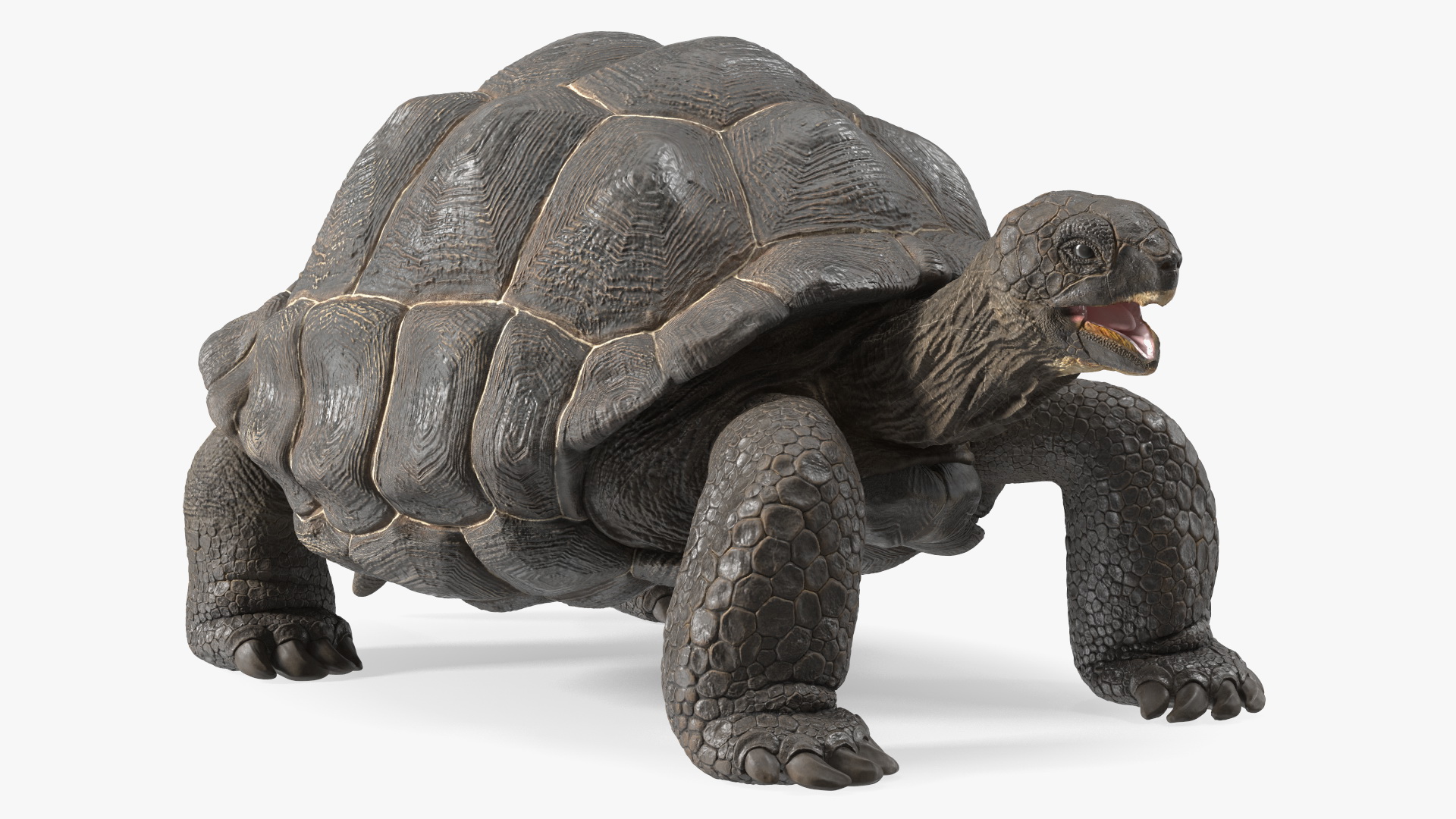 Galapagos Giant Tortoise 3D model