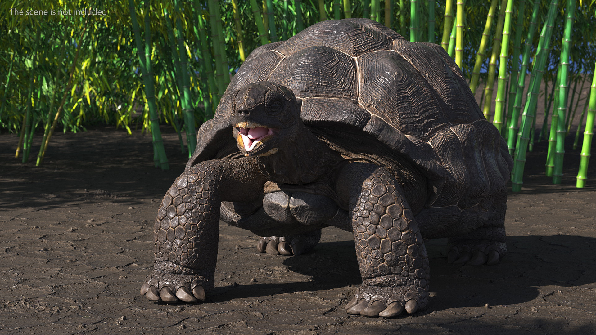 Galapagos Giant Tortoise 3D model