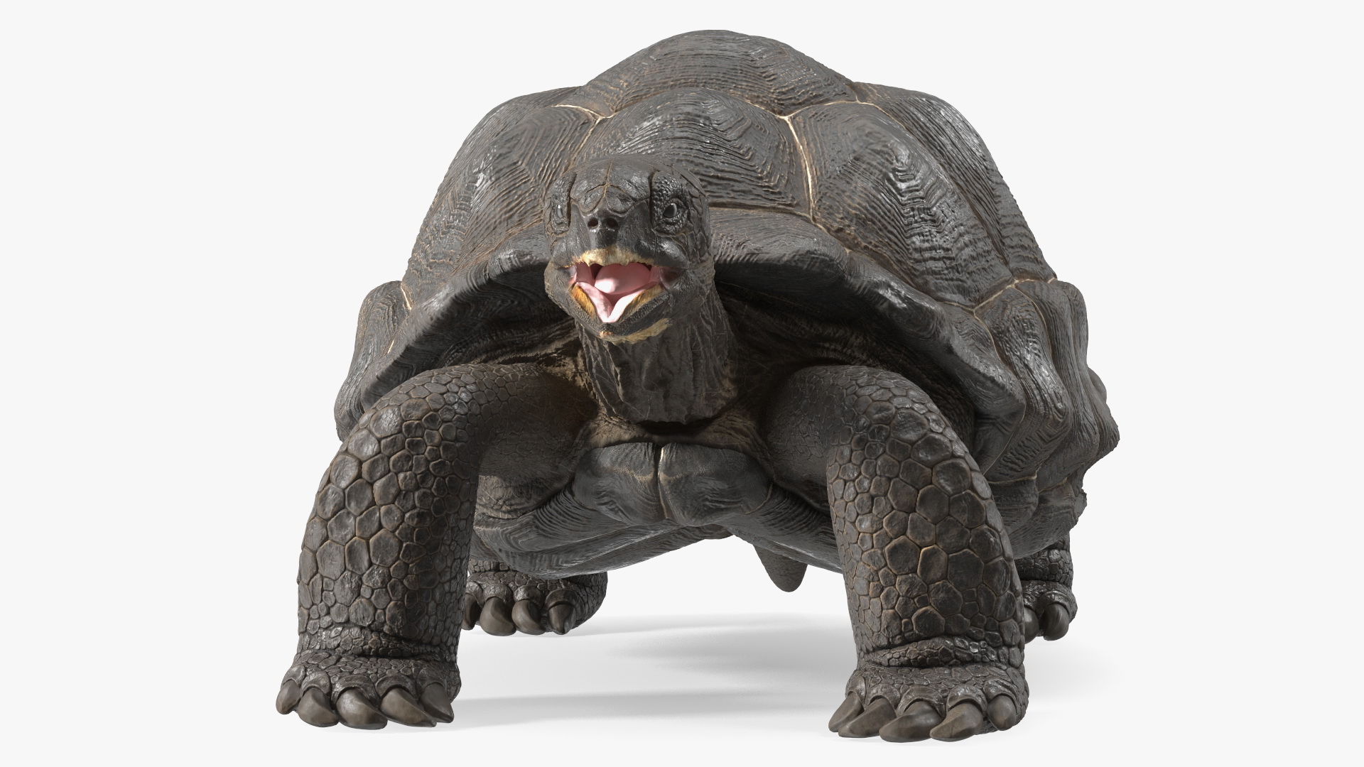 Galapagos Giant Tortoise 3D model