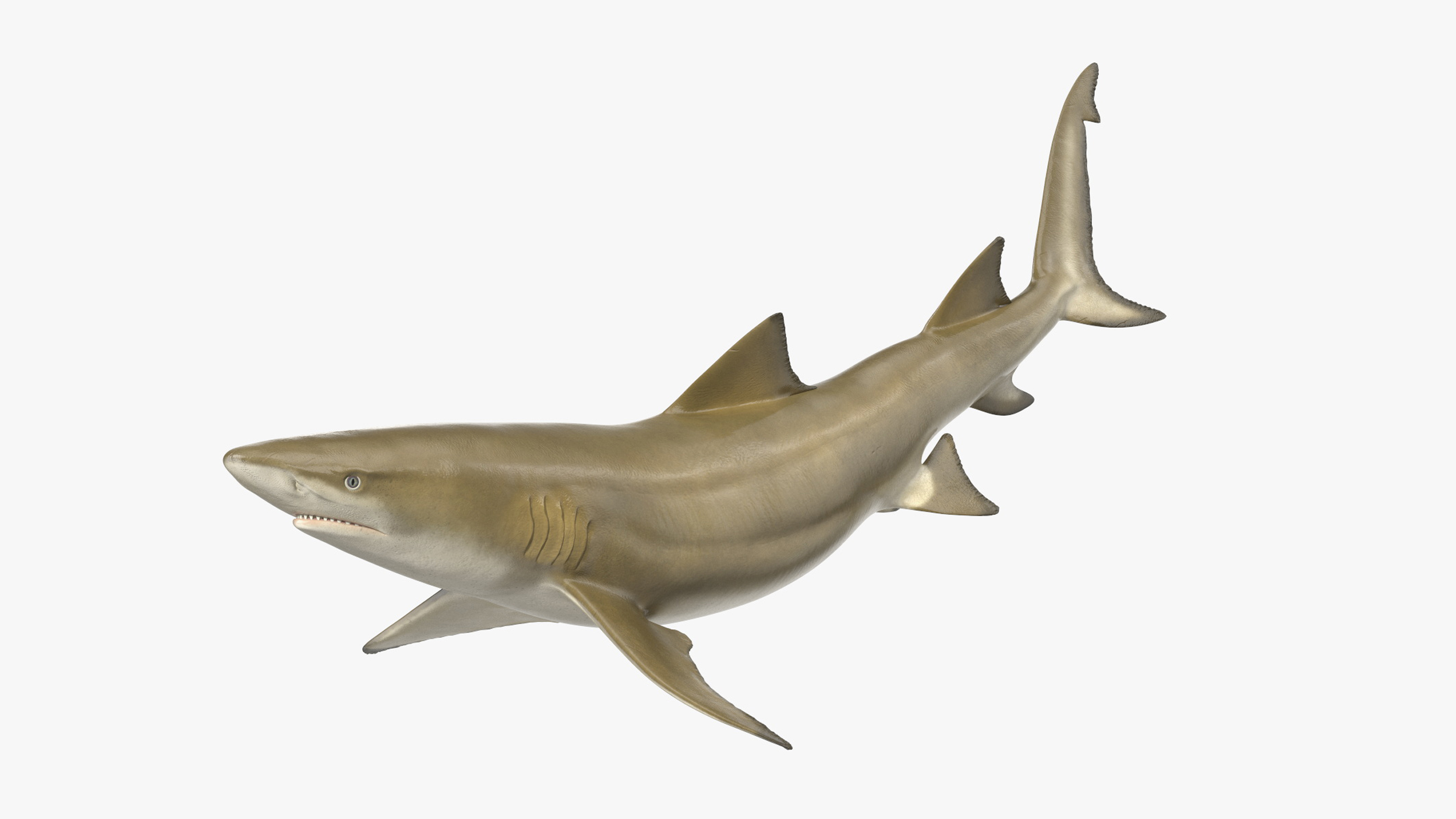 3D Sharptooth Lemon Shark Rigged for Maya model