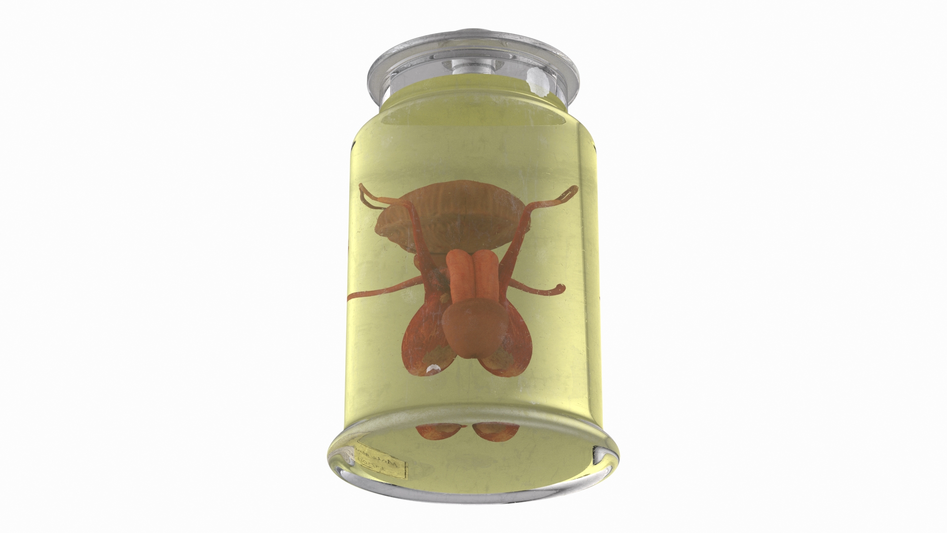 3D Male Genitalia in Old Glass Jar