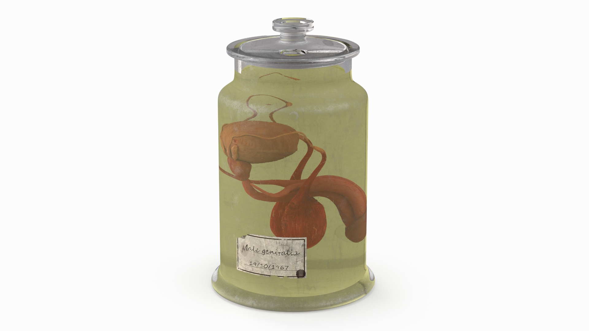 3D Male Genitalia in Old Glass Jar