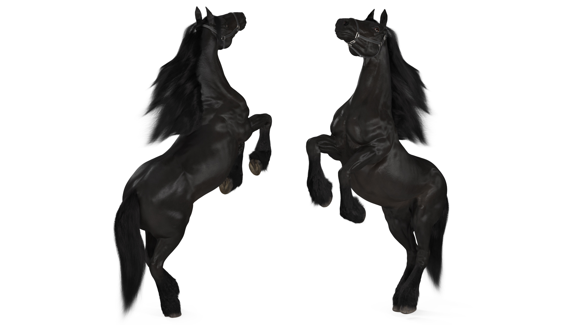 3D Bucking Friesian Horse Fur