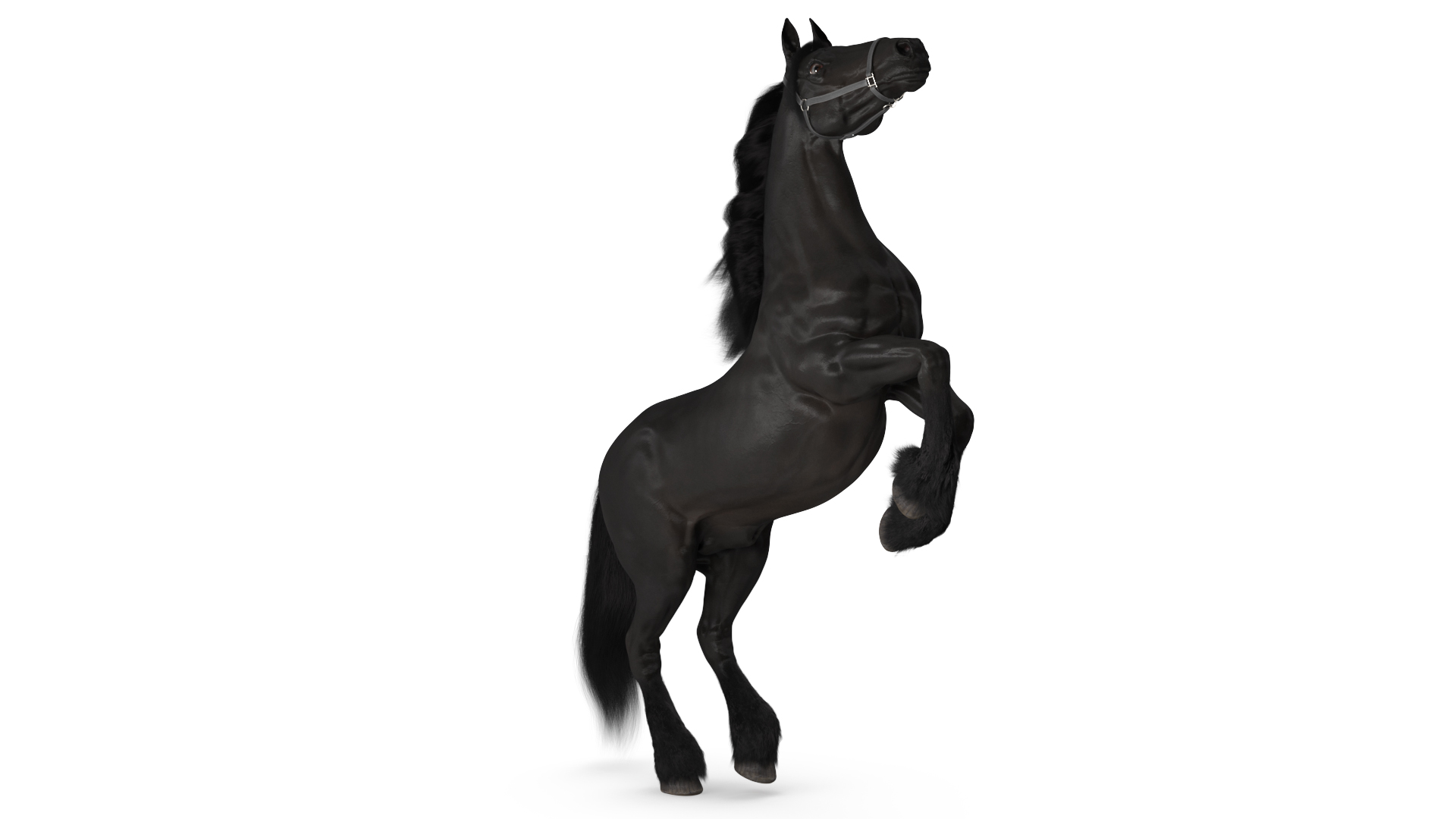 3D Bucking Friesian Horse Fur