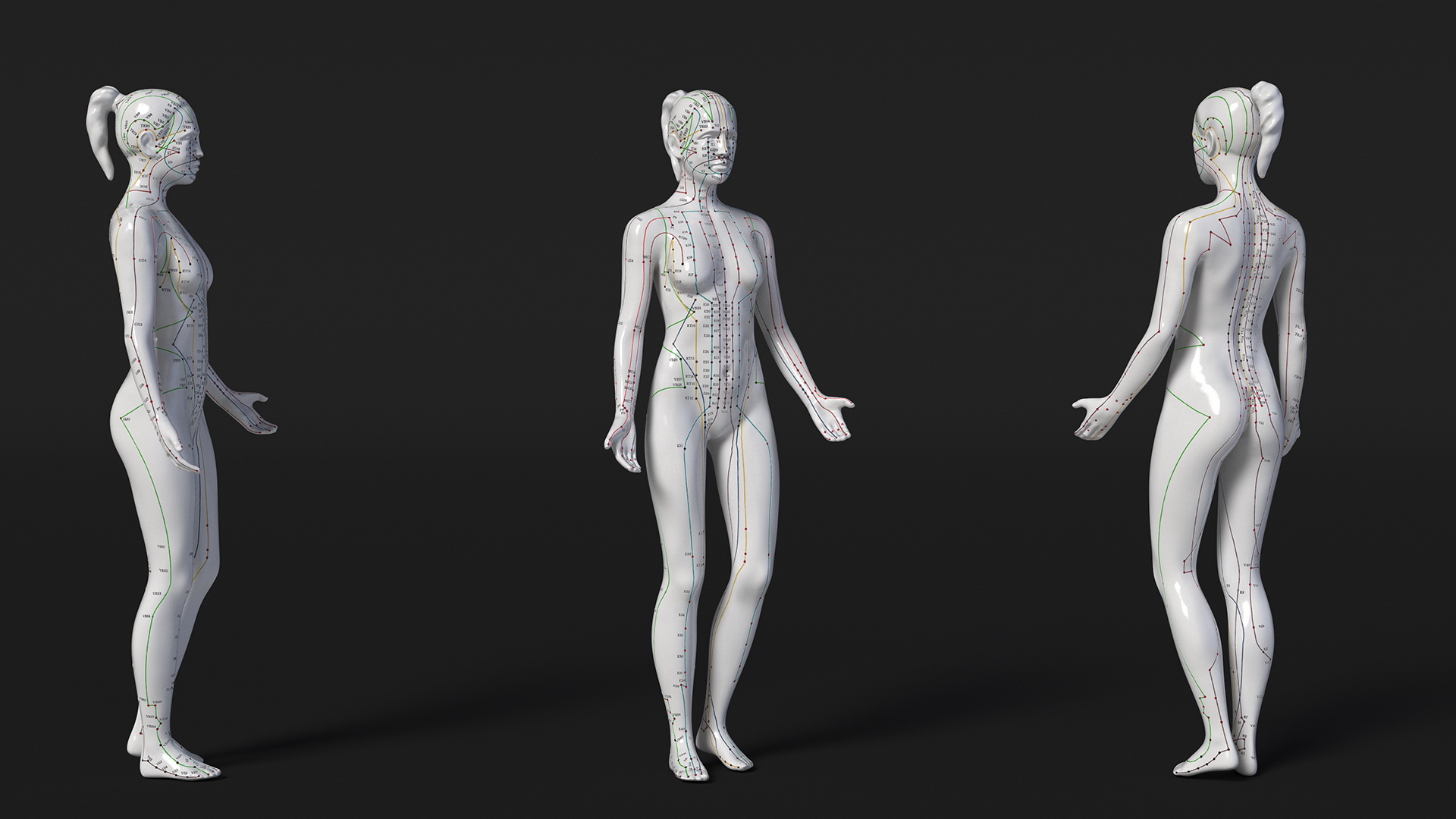 3D Female Acupuncture Mannequin model