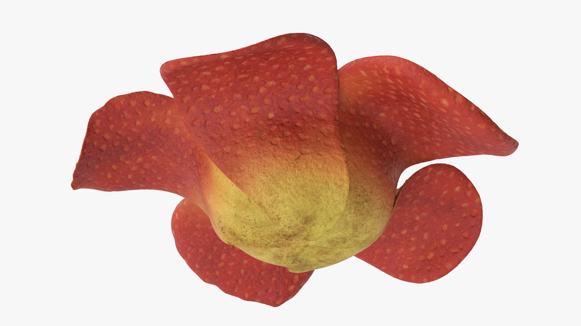 3D Rafflesia Flower