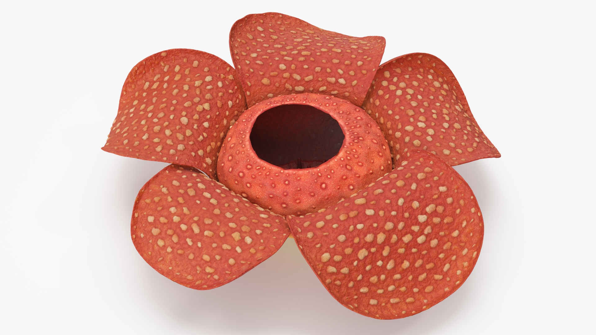 3D Rafflesia Flower