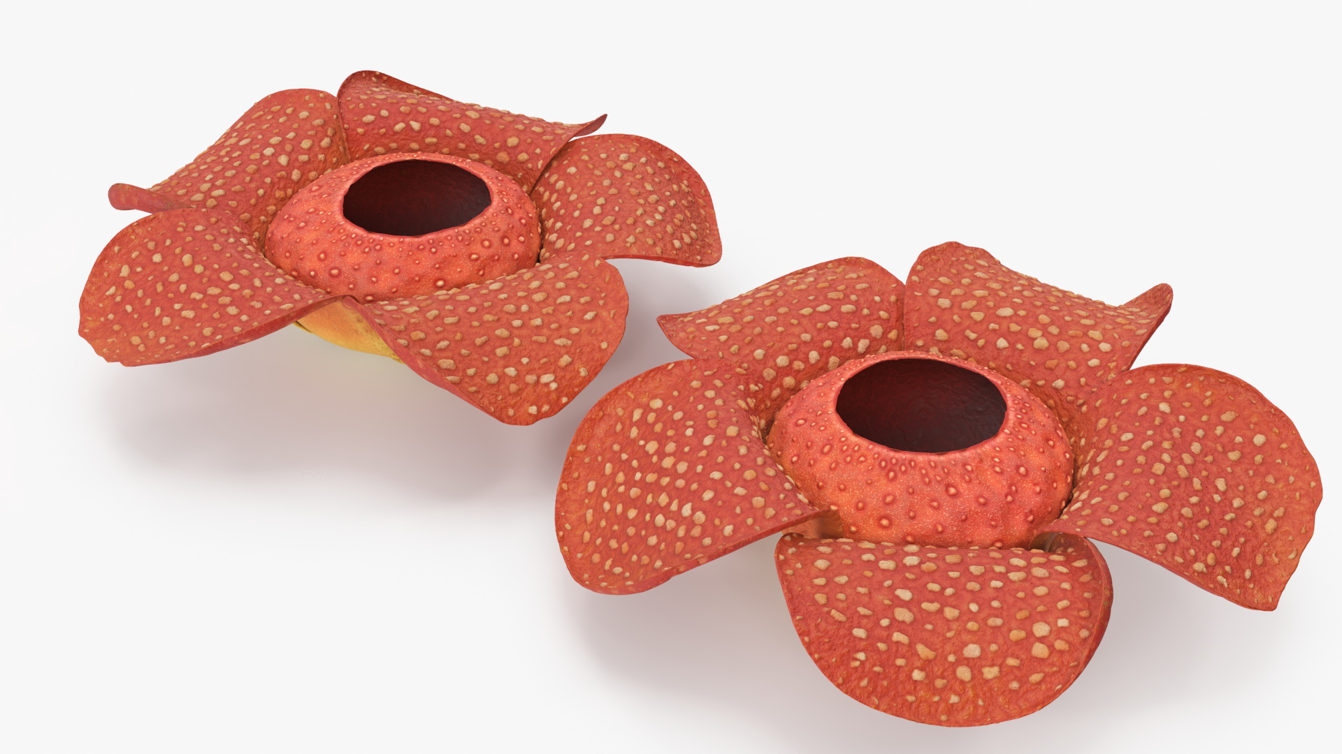 3D Rafflesia Flower