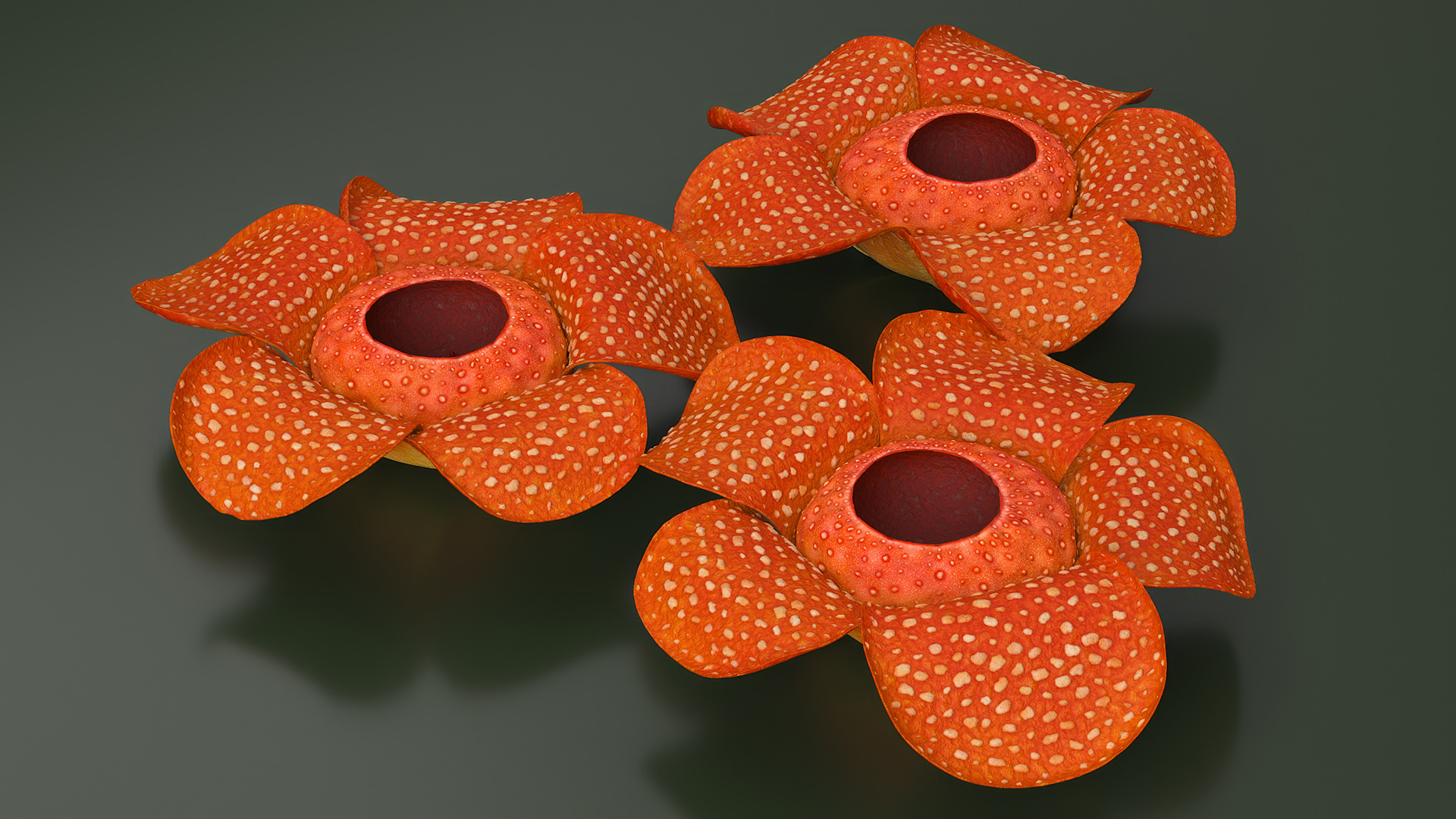 3D Rafflesia Flower