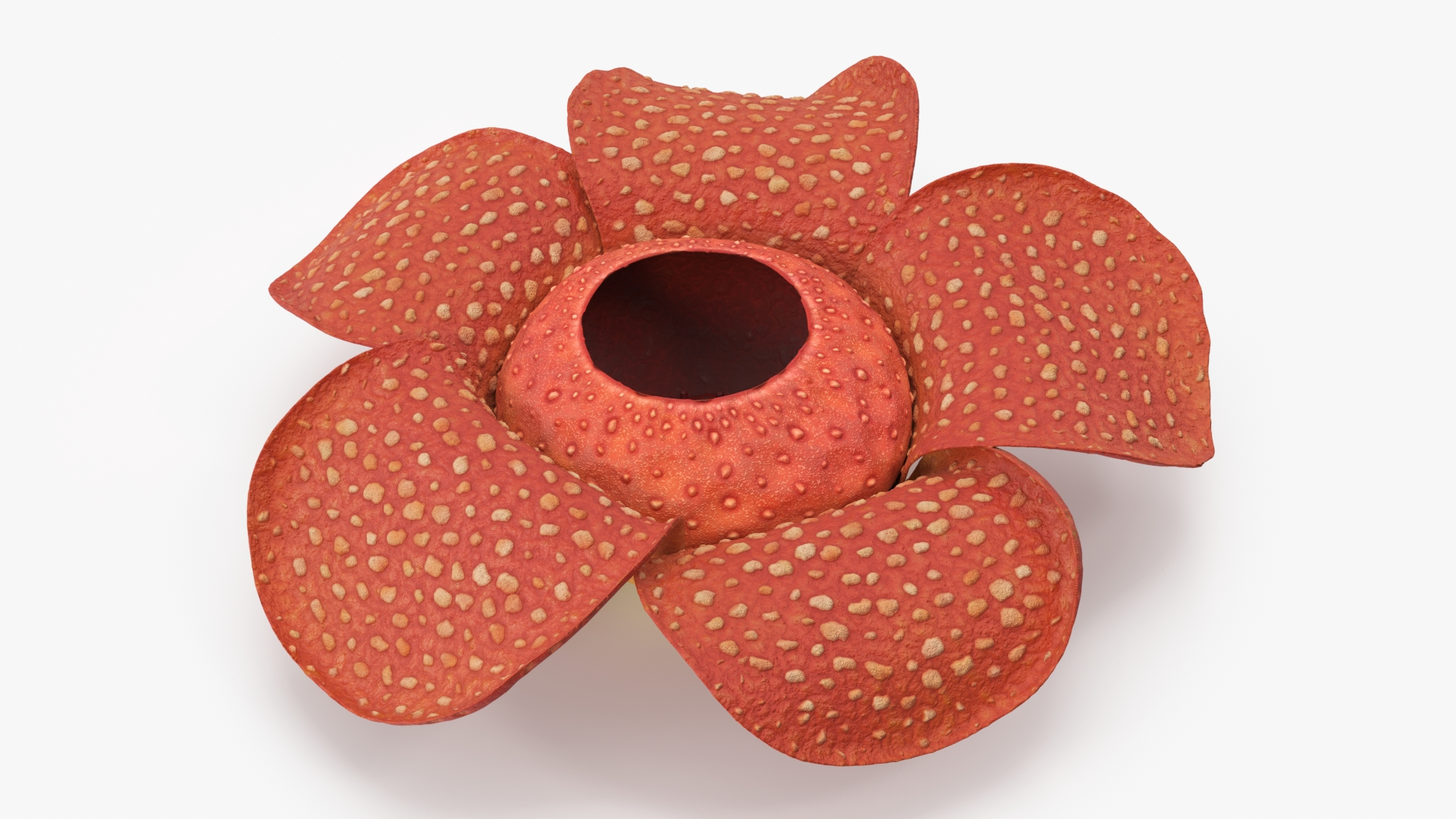 3D Rafflesia Flower