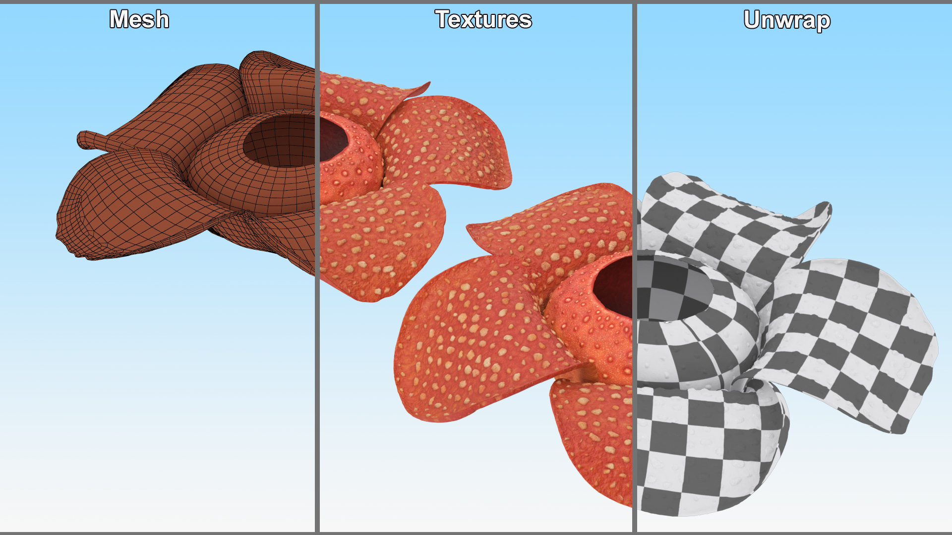 3D Rafflesia Flower