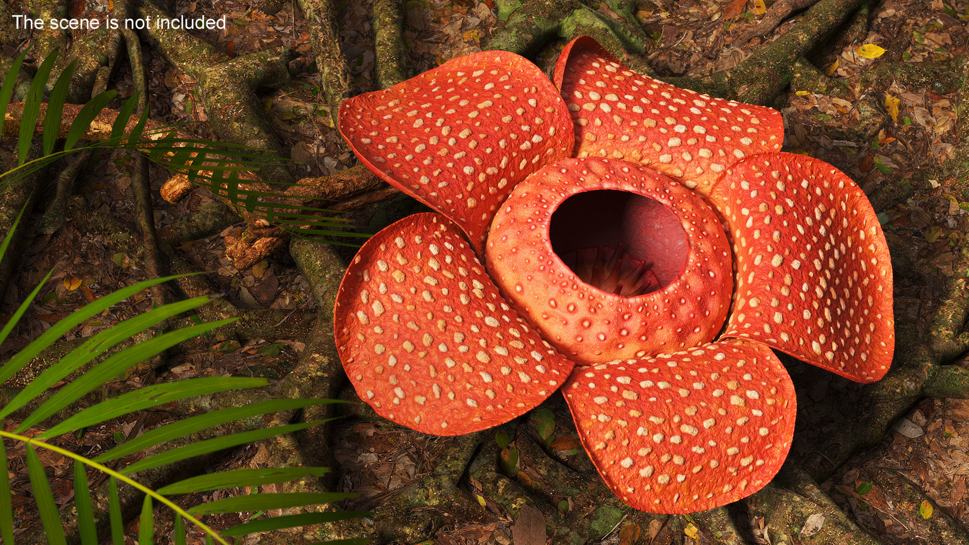 3D Rafflesia Flower