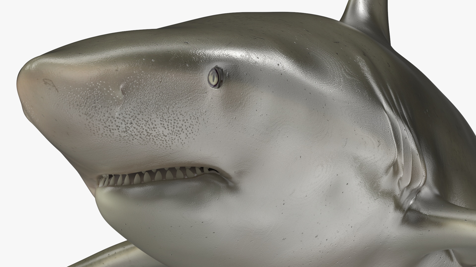 3D model Java Shark