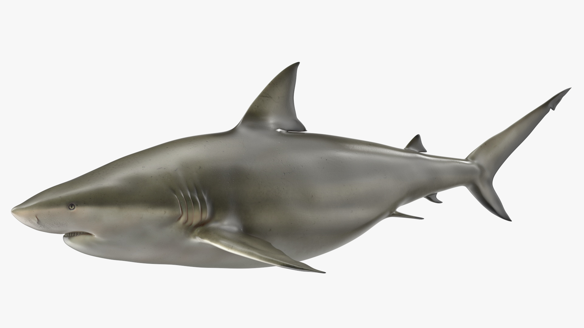 3D model Java Shark