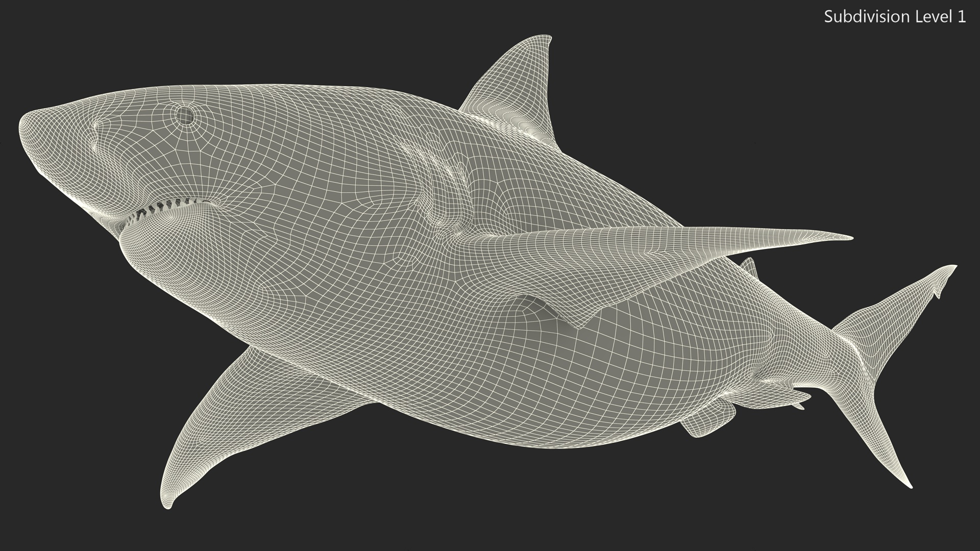 3D model Java Shark