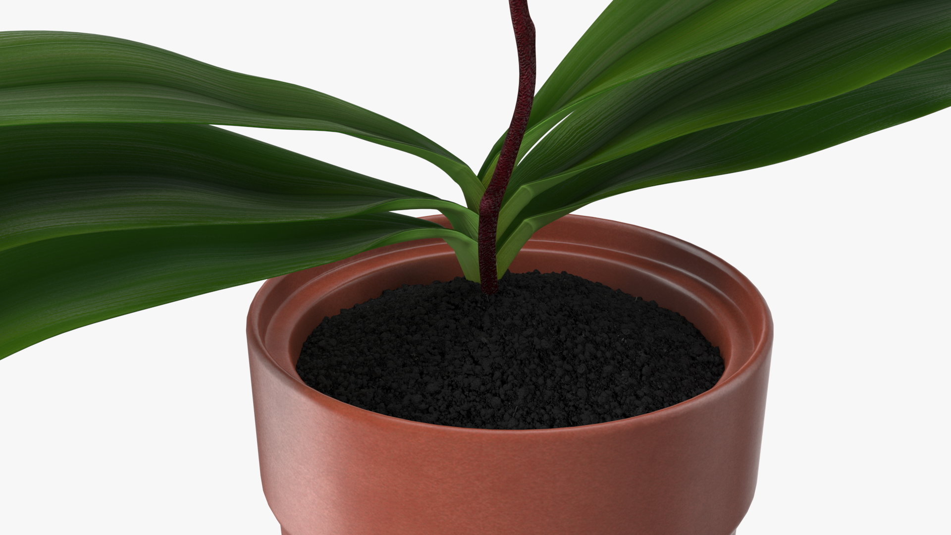 3D Pink Orchid Terracotta Pot