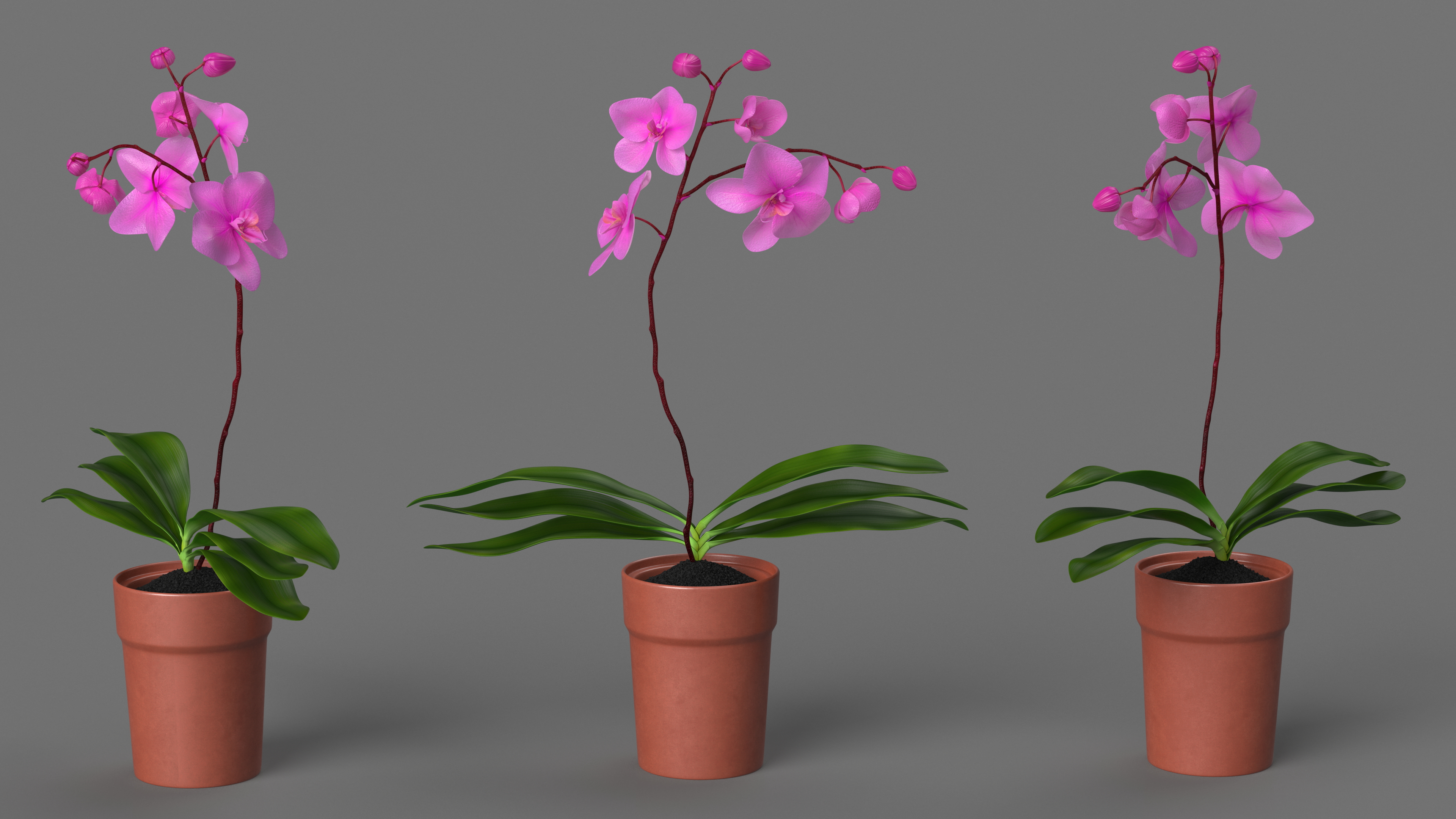 3D Pink Orchid Terracotta Pot