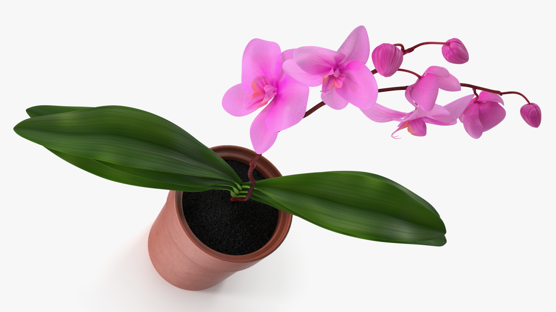 3D Pink Orchid Terracotta Pot