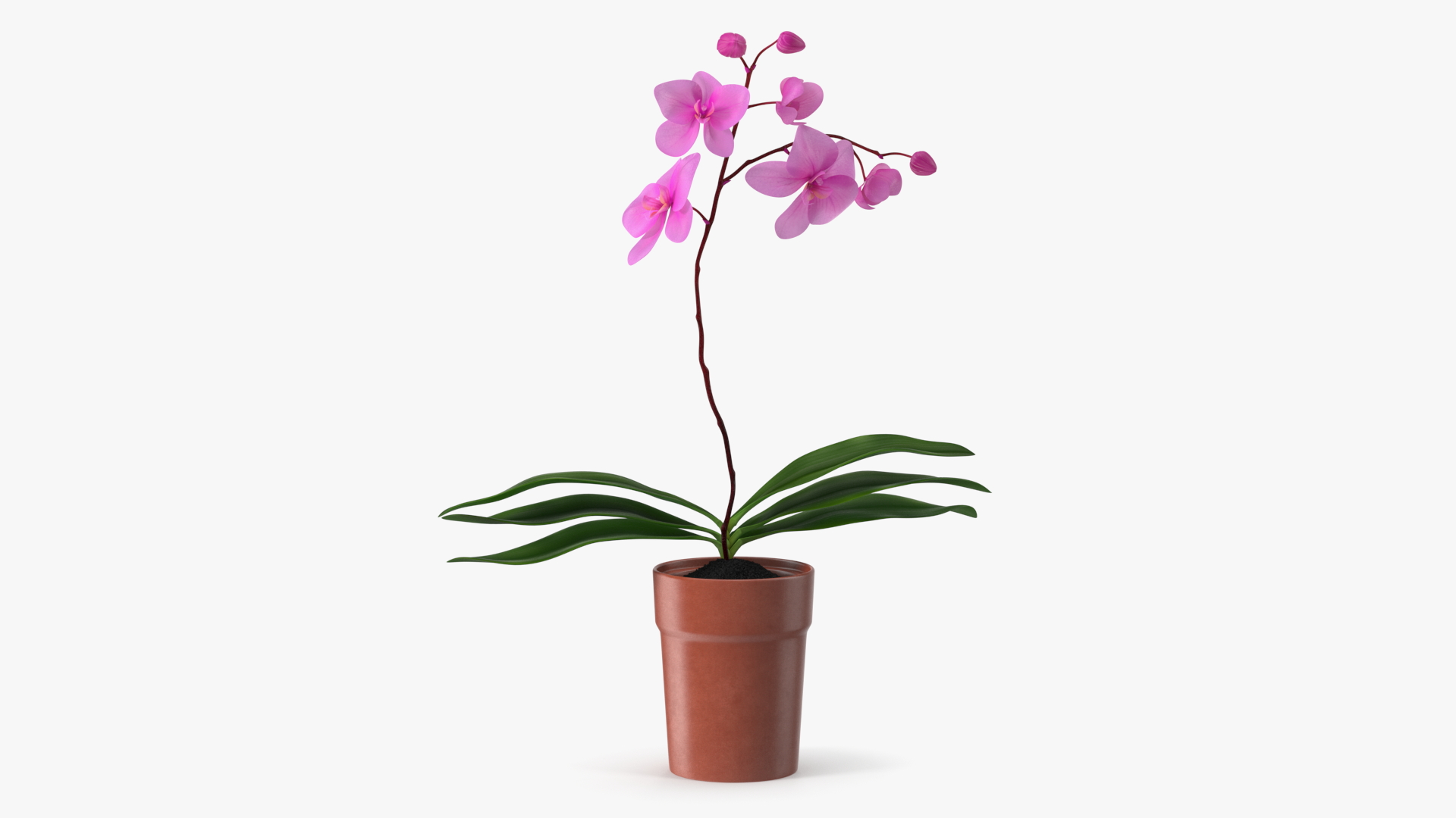 3D Pink Orchid Terracotta Pot