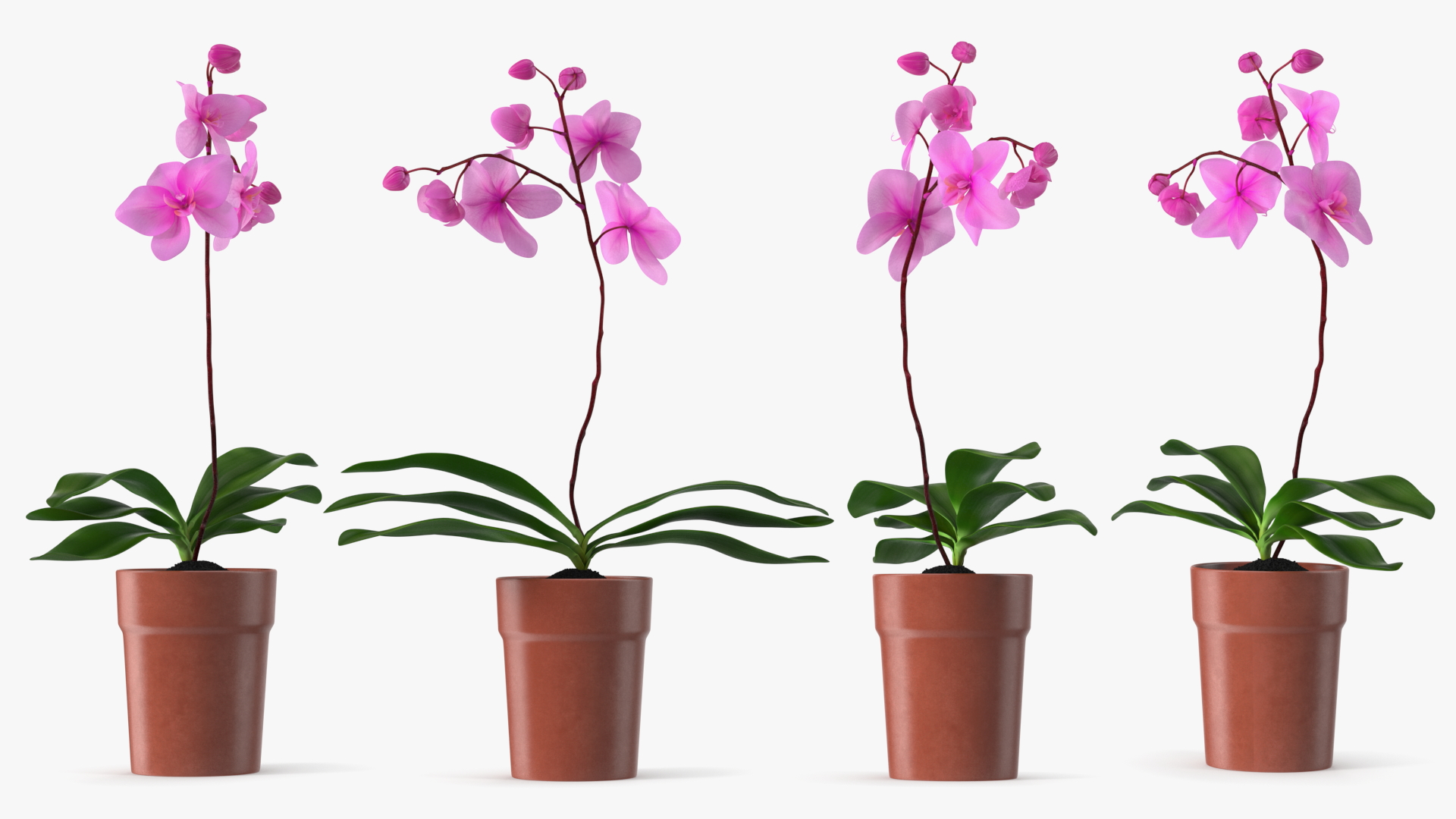 3D Pink Orchid Terracotta Pot