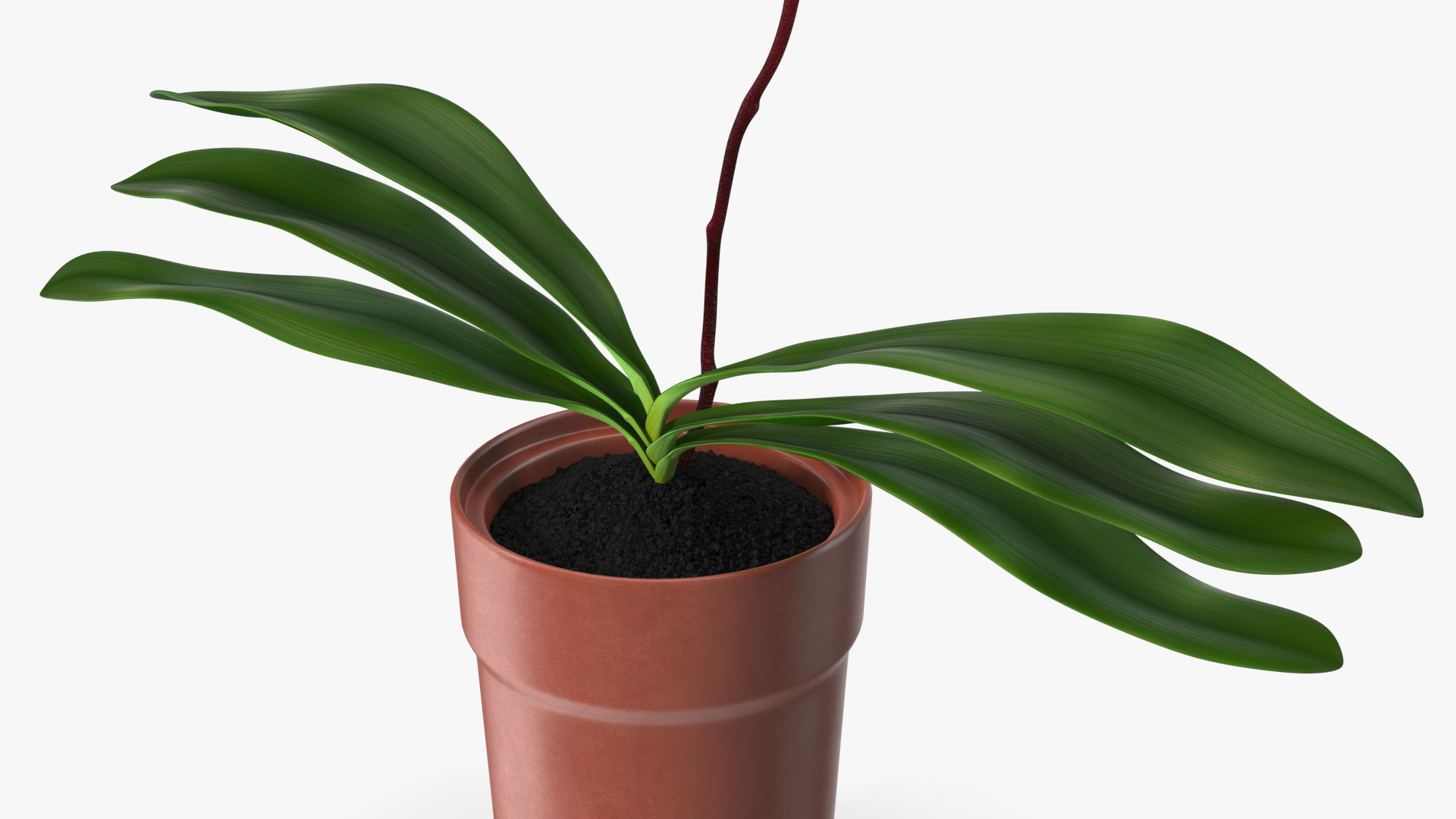 3D Pink Orchid Terracotta Pot