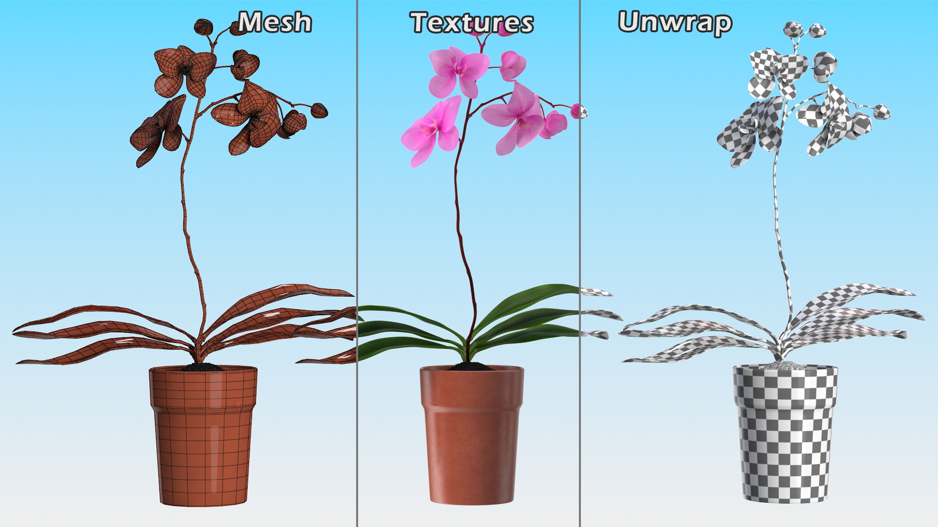 3D Pink Orchid Terracotta Pot