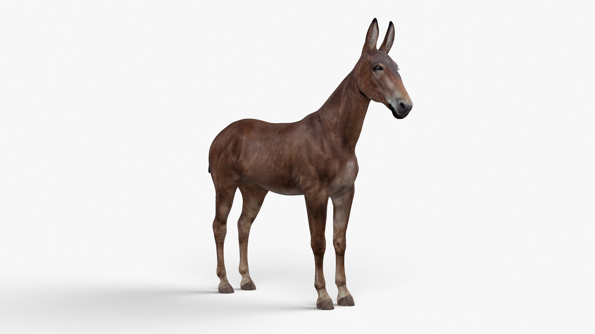 3D Mule Dark Rigged