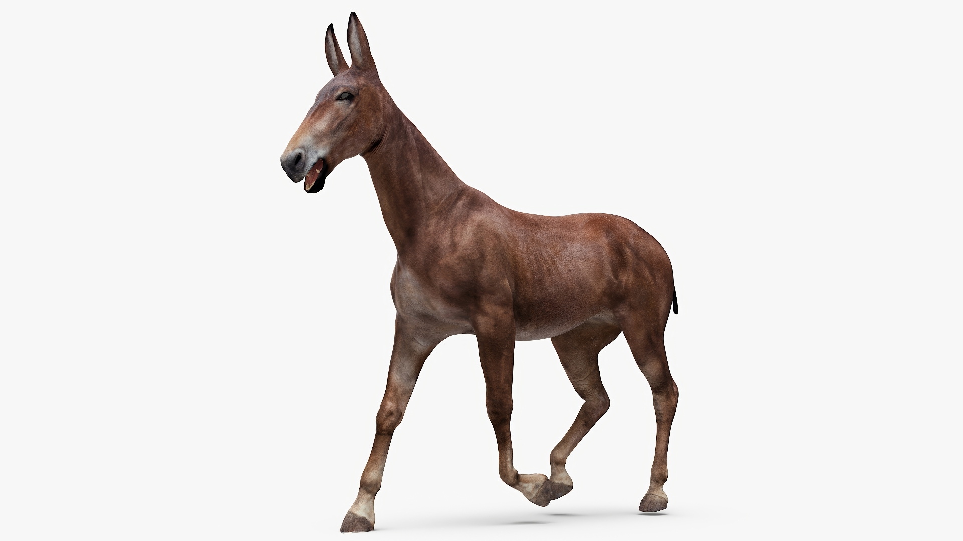 3D Mule Dark Rigged